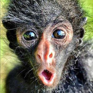 Meet your Posher, Peter